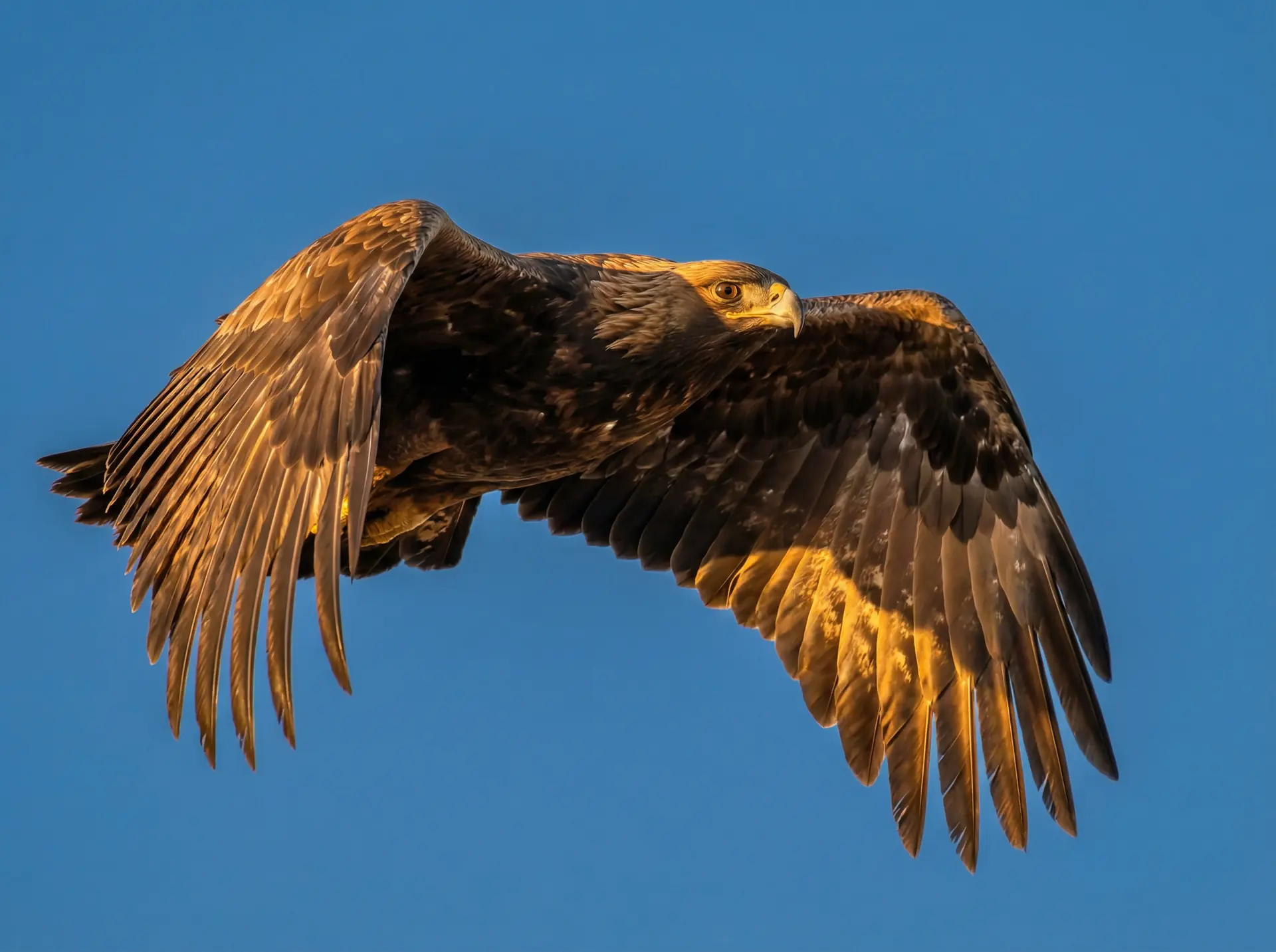 爆料网 精选 - 飞翔中的金雕野生动物摄影